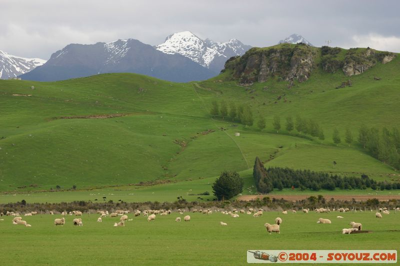 Southern Scenic Road - Sheeps
Mots-clés: New Zealand South Island animals Mouton