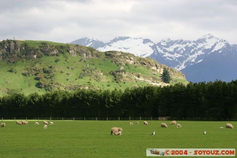 Southern Scenic Road - Sheeps
Mots-clés: New Zealand South Island animals Mouton Montagne