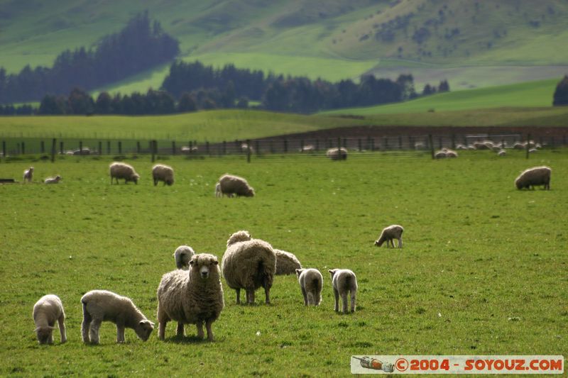 Southern Scenic Road - Sheeps
Mots-clés: New Zealand South Island animals Mouton