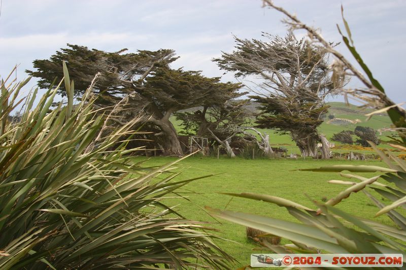 The Catlins - Trees folded by the wind
Mots-clés: New Zealand South Island Arbres