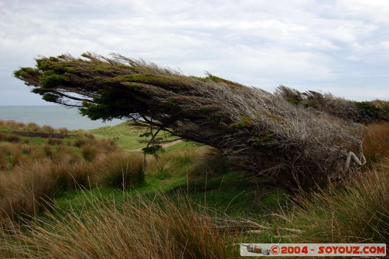 The Catlins - Trees folded by the wind
Mots-clés: New Zealand South Island Arbres