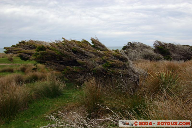 The Catlins - Trees folded by the wind
Mots-clés: New Zealand South Island Arbres