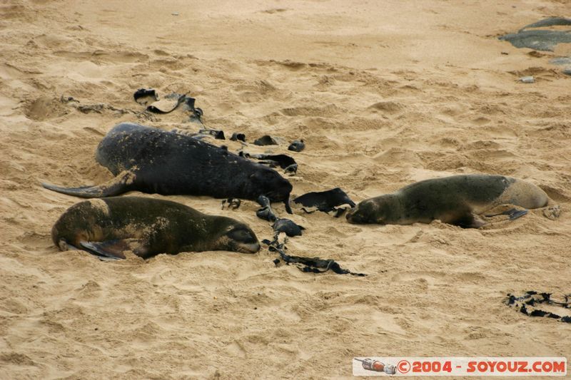 The Catlins - Waipapa point - Seals
Mots-clés: New Zealand South Island animals Phoques