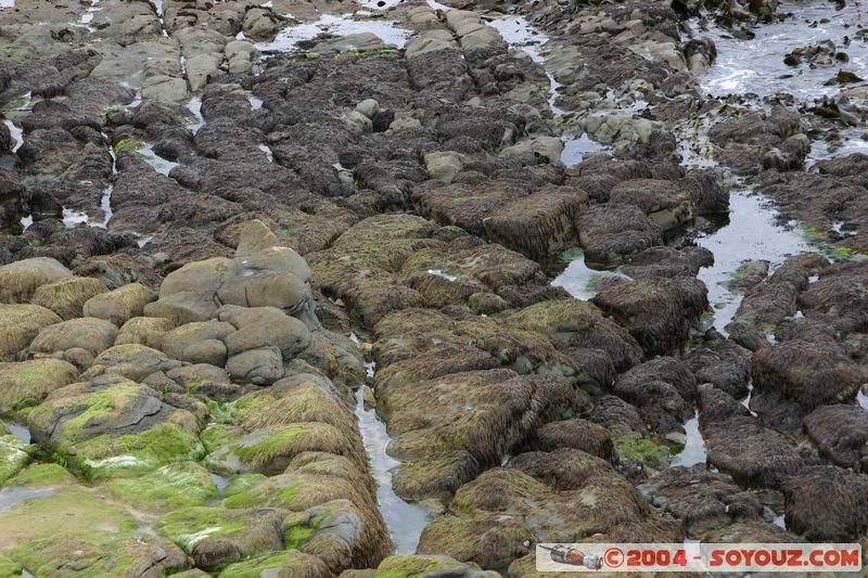 The Catlins - Waipapa point - Seals
Mots-clés: New Zealand South Island animals Phoques