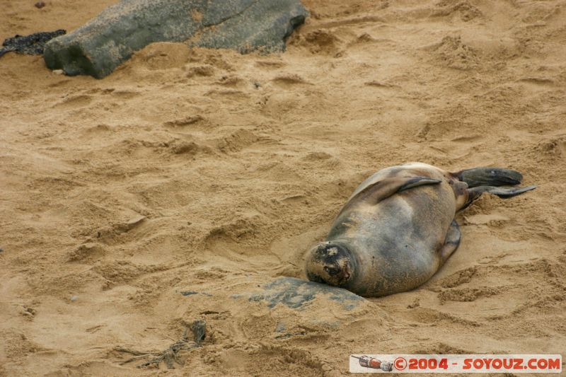 The Catlins - Waipapa point - Seals
Mots-clés: New Zealand South Island animals Phoques