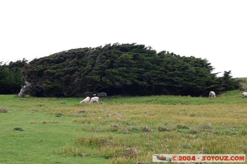 The Catlins - Slope Point
