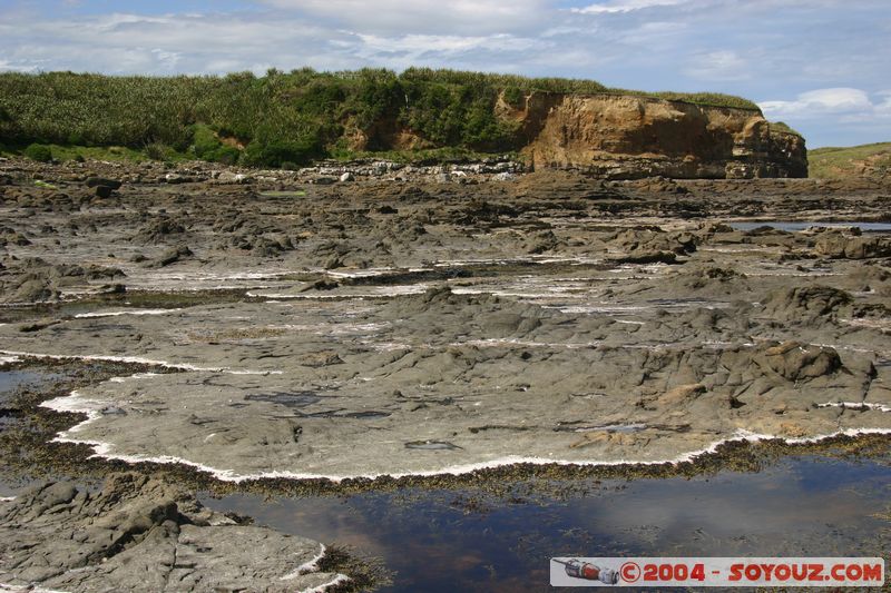 The Catlins - Curio Bay - Fossil Forest
Mots-clés: New Zealand South Island Fossile