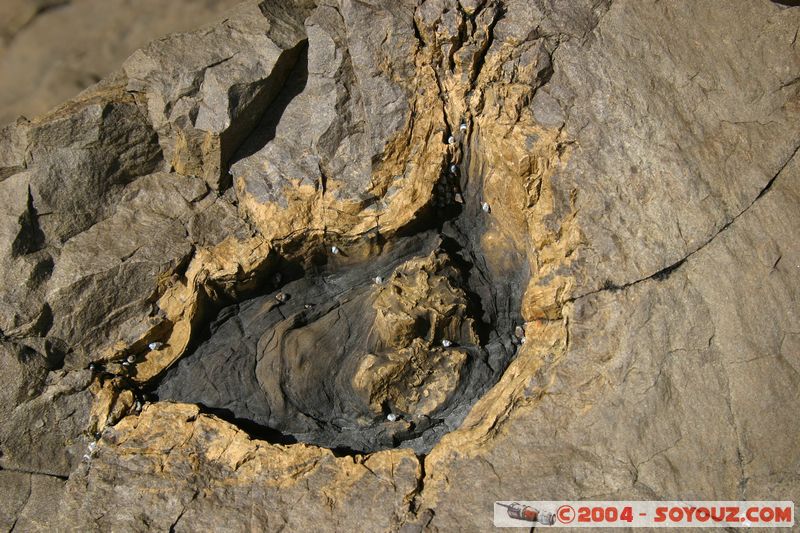 The Catlins - Curio Bay
Mots-clés: New Zealand South Island