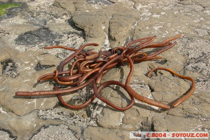 The Catlins - Curio Bay
Mots-clés: New Zealand South Island Insolite