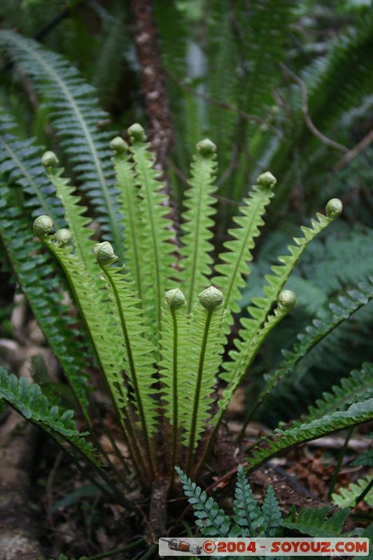 The Catlins - Lake Wilkie
Mots-clés: New Zealand South Island plante