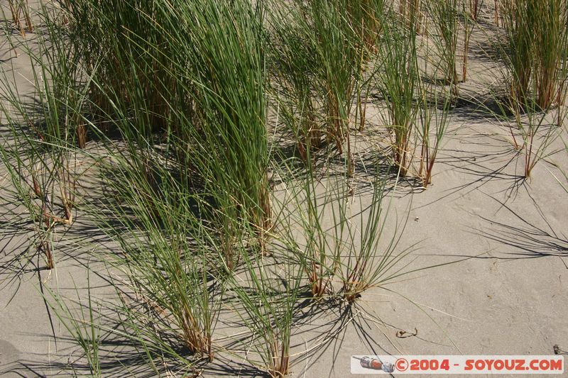 Banks Peninsula - Le Bons Bay
Mots-clés: New Zealand South Island