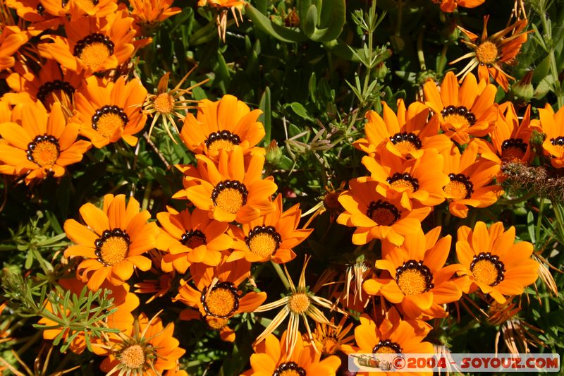 Banks Peninsula - Flowers
Mots-clés: New Zealand South Island fleur