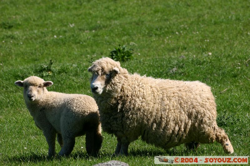 Banks Peninsula - Sheeps
Mots-clés: New Zealand South Island animals Mouton