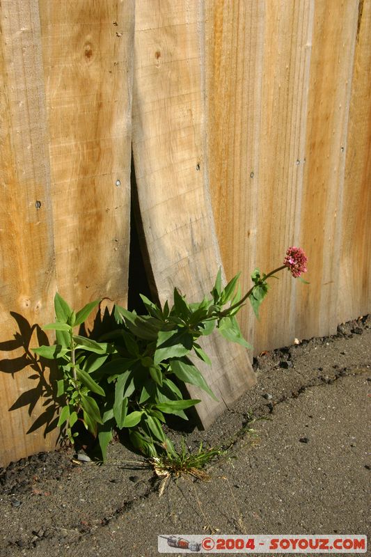 Lyttelton - Flower
Mots-clés: New Zealand South Island fleur