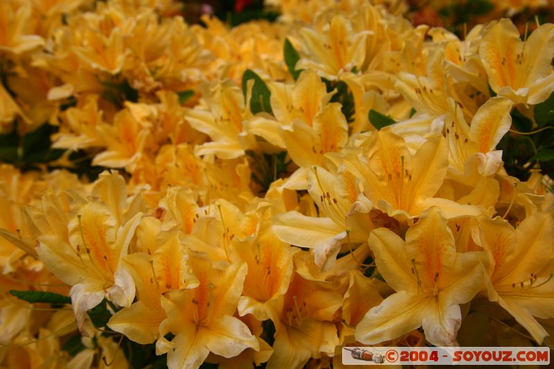 Christchurch - Botanic Gardens - Flowers
Mots-clés: New Zealand South Island fleur