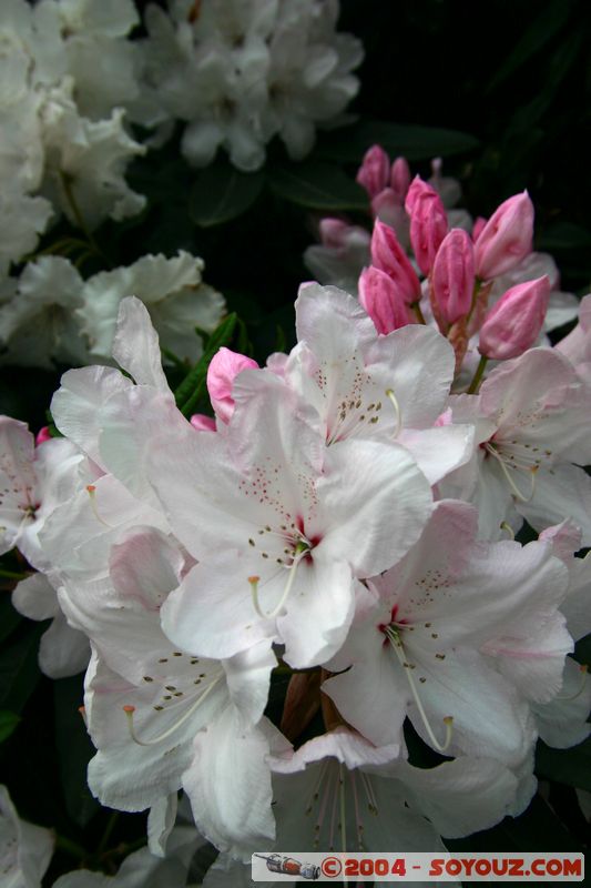 Christchurch - Botanic Gardens - Flowers
Mots-clés: New Zealand South Island fleur