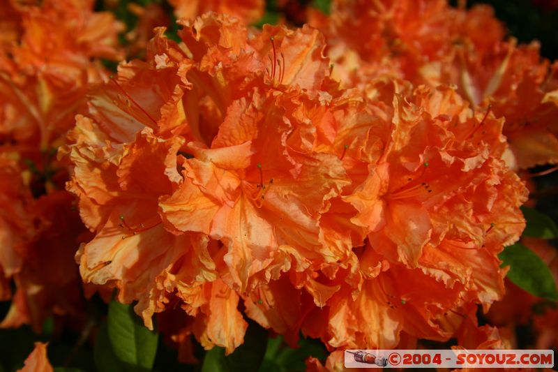 Christchurch - Botanic Gardens - Flowers
