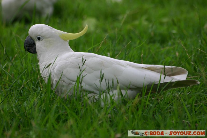 Sydney - Sulphur-crested Cockatoo (Cacatua galerita)
Mots-clés: animals animals Australia oiseau cockatoo