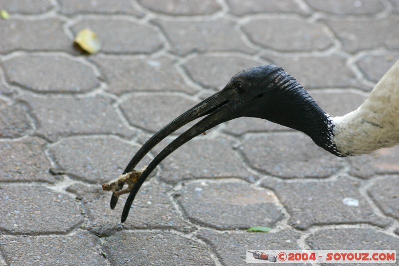 Brisbane - Australian White Ibis
Mots-clés: animals oiseau Australian White Ibis animals Australia