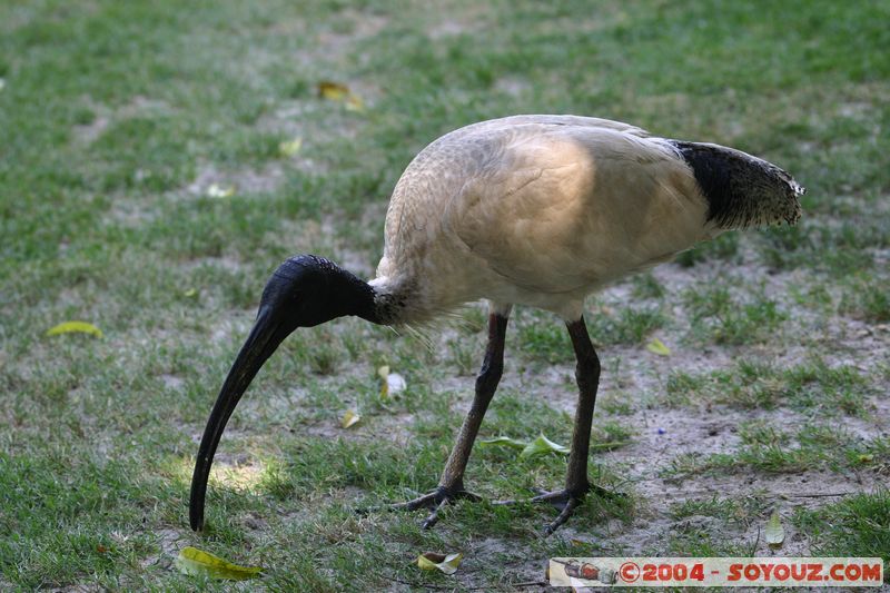 Brisbane - Australian White Ibis
Mots-clés: animals oiseau Australian White Ibis animals Australia