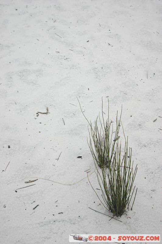 Fraser Island - Lake Birrabeen
Mots-clés: patrimoine unesco