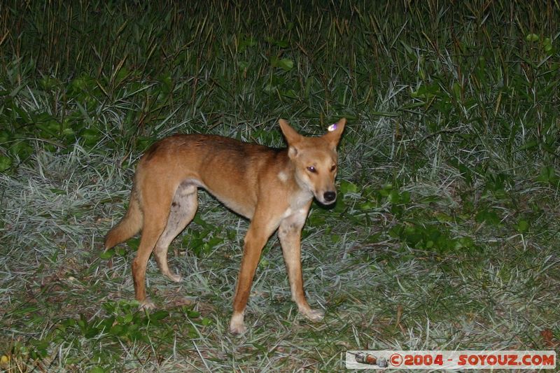 Fraser Island - Dingo
Mots-clés: patrimoine unesco animals animals Australia chien Dingo