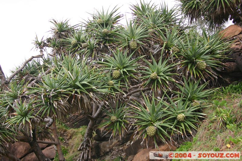Fraser Island - Indian Head
Mots-clés: patrimoine unesco