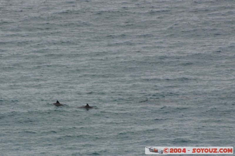 Fraser Island - Indian Head - Sharks
Mots-clés: patrimoine unesco animals Poisson Requin mer