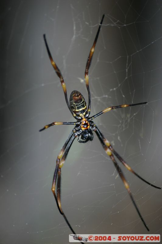 Fraser Island - Golden Orb - Australian Spider
Mots-clés: animals animals Australia Insecte AraignÃ©e Golden Orb