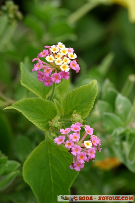Fraser Island
Mots-clés: fleur