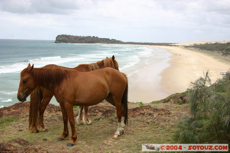 Fraser Island - Indian Head
Mots-clés: patrimoine unesco animals cheval