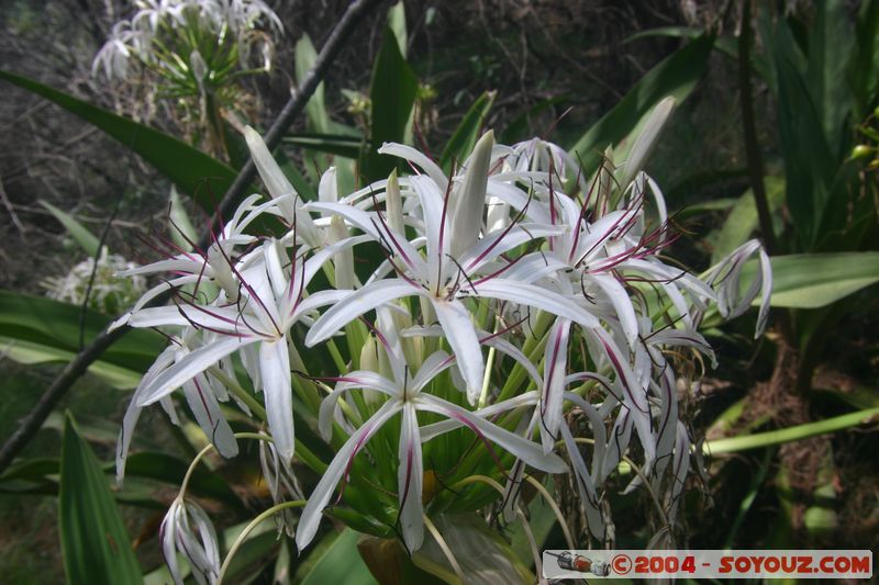 Fraser Island
Mots-clés: fleur