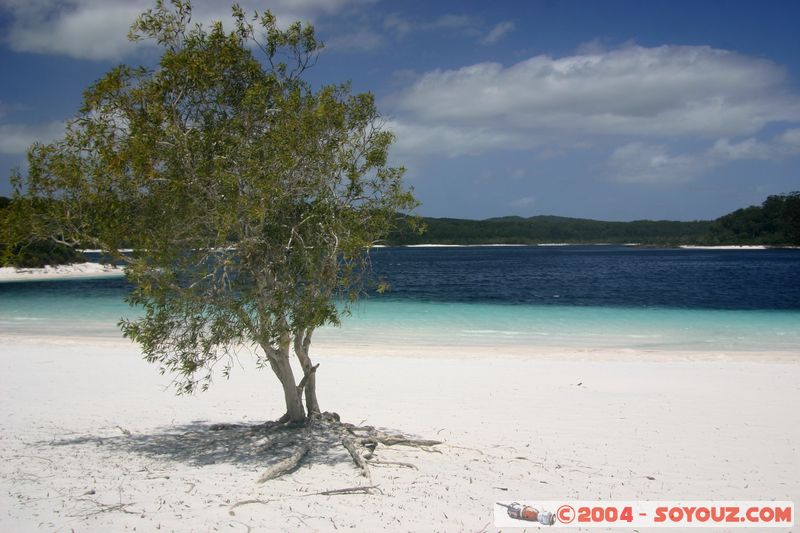 Fraser Island - McKenzie lake
