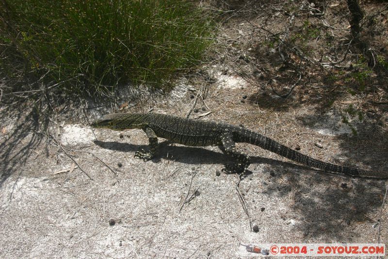 Fraser Island - Lace monitors (lizard)
Mots-clés: animals animals Australia lezard