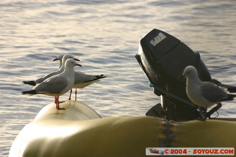 Whitsundays - Australian Seagull
Mots-clés: bateau oiseau animals Mouette