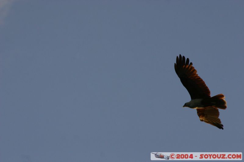 Whitsundays - Eagle
Mots-clés: animals oiseau Aigle