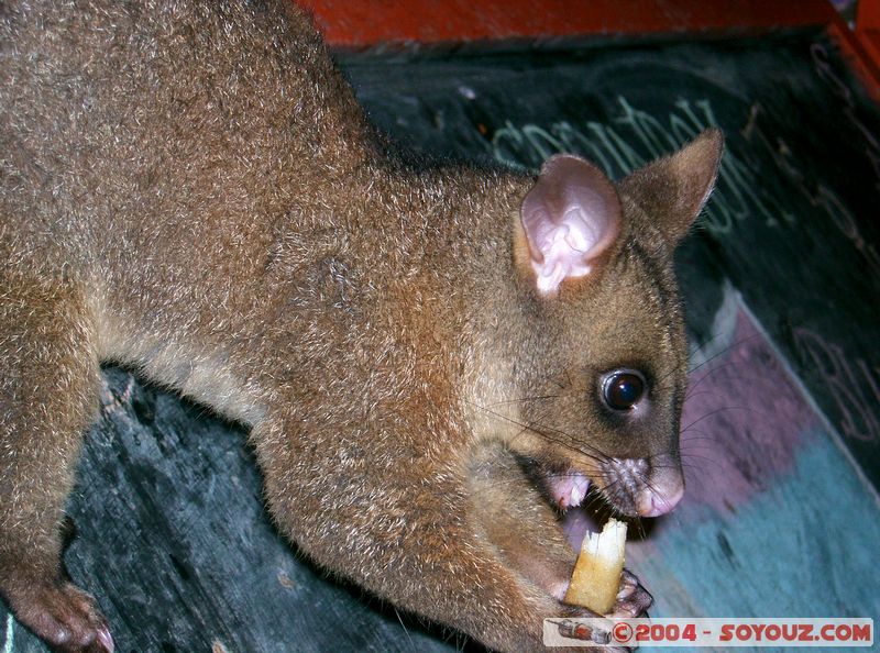 Airlie Beach - Possum
Mots-clés: animals animals Australia Possum