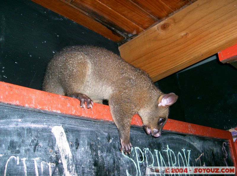 Airlie Beach - Possum
Mots-clés: animals animals Australia Possum