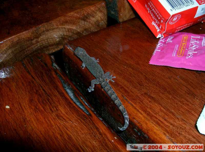 Airlie Beach - Lizard
Mots-clés: animals lezard