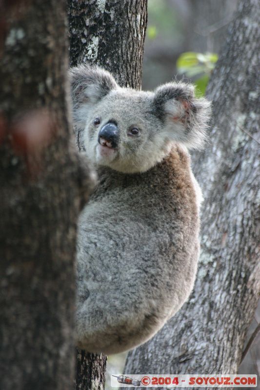 Magnetic Island - Koala
Mots-clés: animals koala animals Australia
