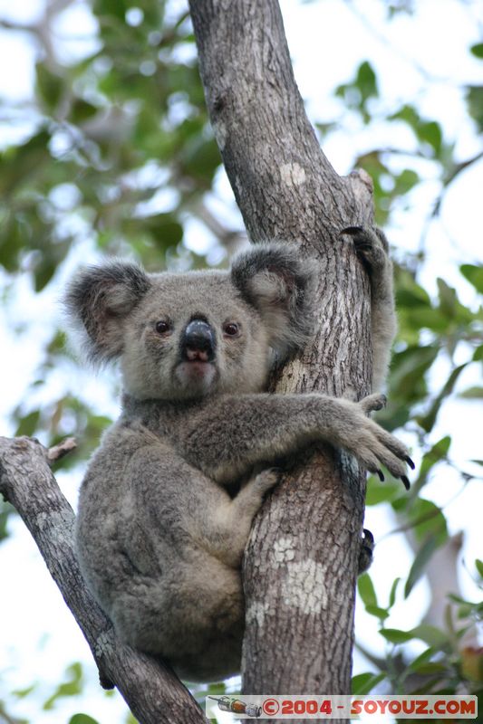 Magnetic Island - Koala
Mots-clés: animals koala animals Australia