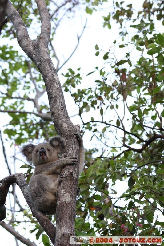 Magnetic Island - Koala
Mots-clés: animals koala animals Australia