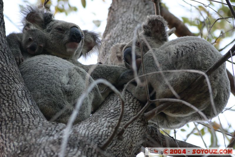 Magnetic Island - Koala
Mots-clés: animals koala animals Australia