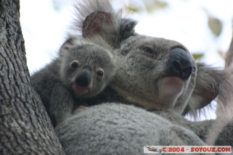 Magnetic Island - Koala
Mots-clés: animals koala animals Australia