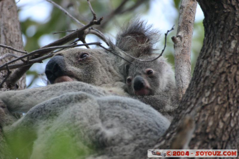Magnetic Island - Koala
Mots-clés: animals koala animals Australia