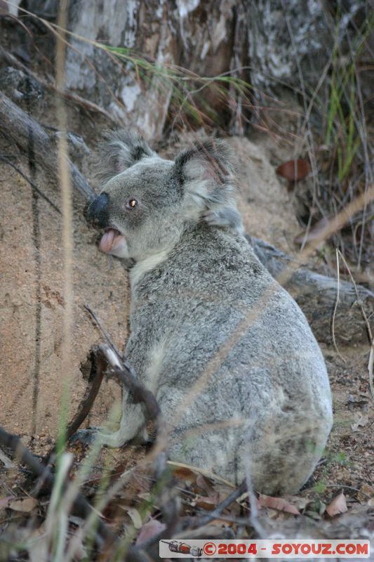 Magnetic Island - Koala
Mots-clés: animals koala animals Australia