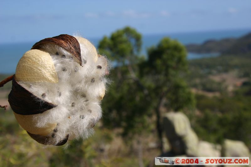 Magnetic Island
Mots-clés: plante