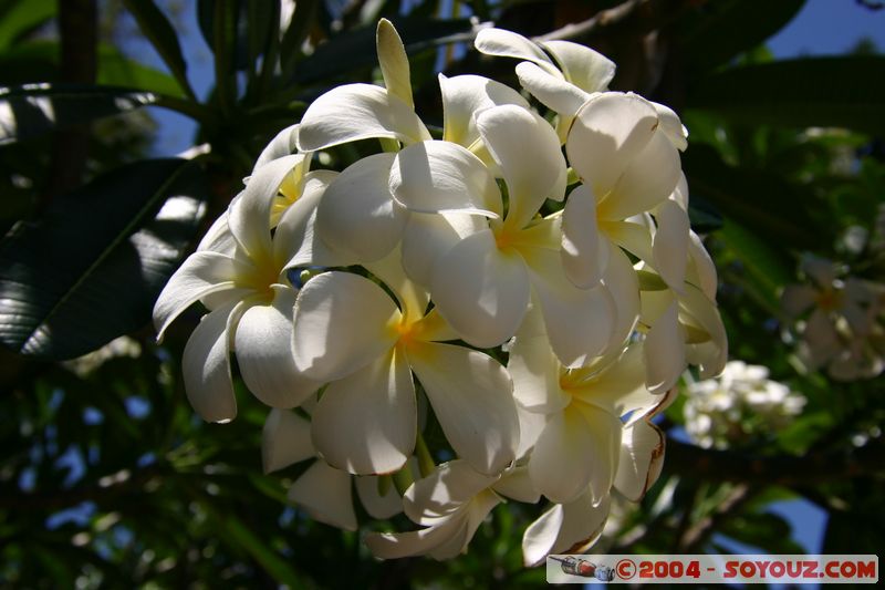 Magnetic Island - Flowers
Mots-clés: fleur