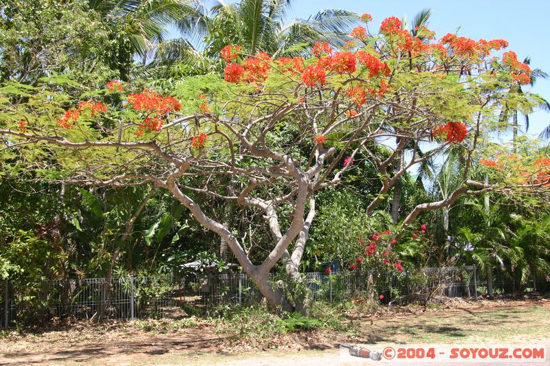 Magnetic Island - Flowers
Mots-clés: fleur