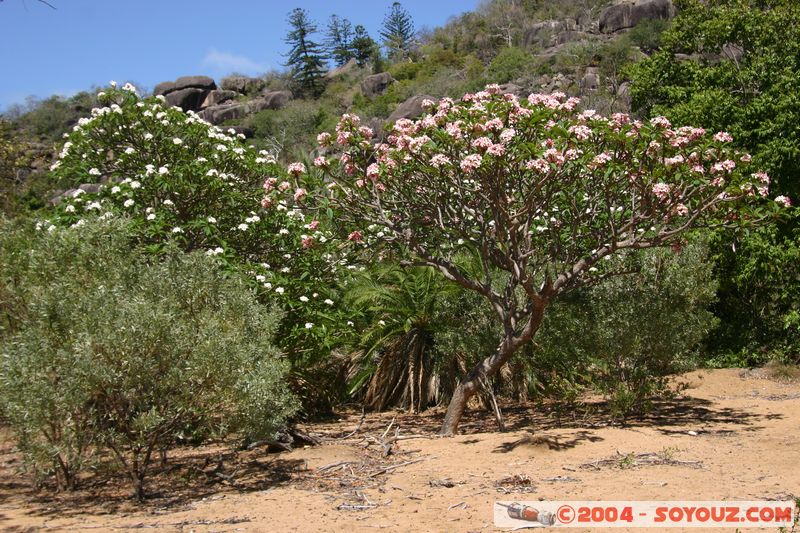 Magnetic Island - Radical Bay
Mots-clés: plage mer